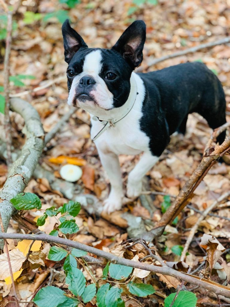 Les Boston Terrier de l'affixe Des Ours Gris