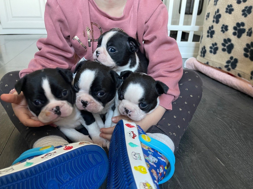 chiot Boston Terrier Des Ours Gris