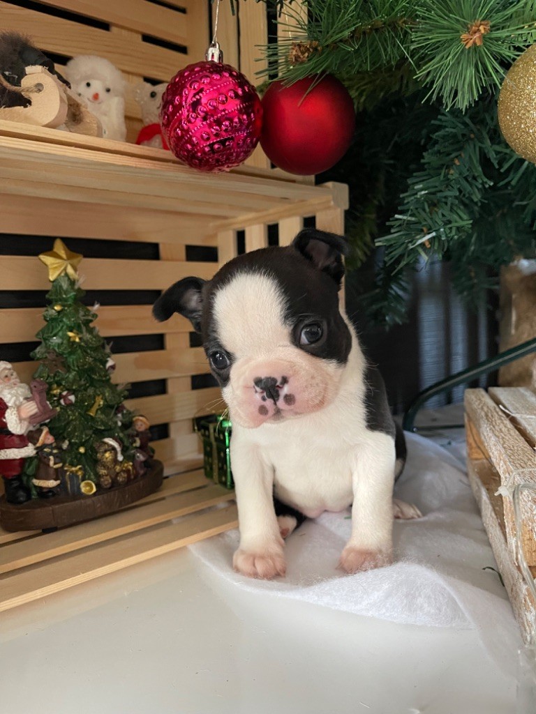 Des Ours Gris - Chiot disponible  - Boston Terrier