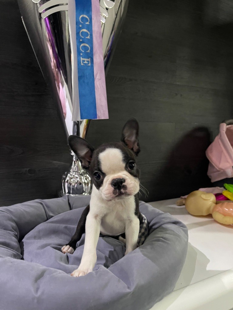 Des Ours Gris - Chiot disponible  - Boston Terrier