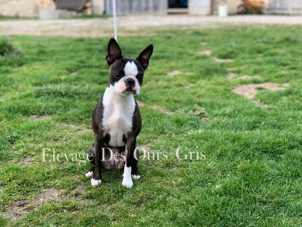 Roxy Des Ours Gris