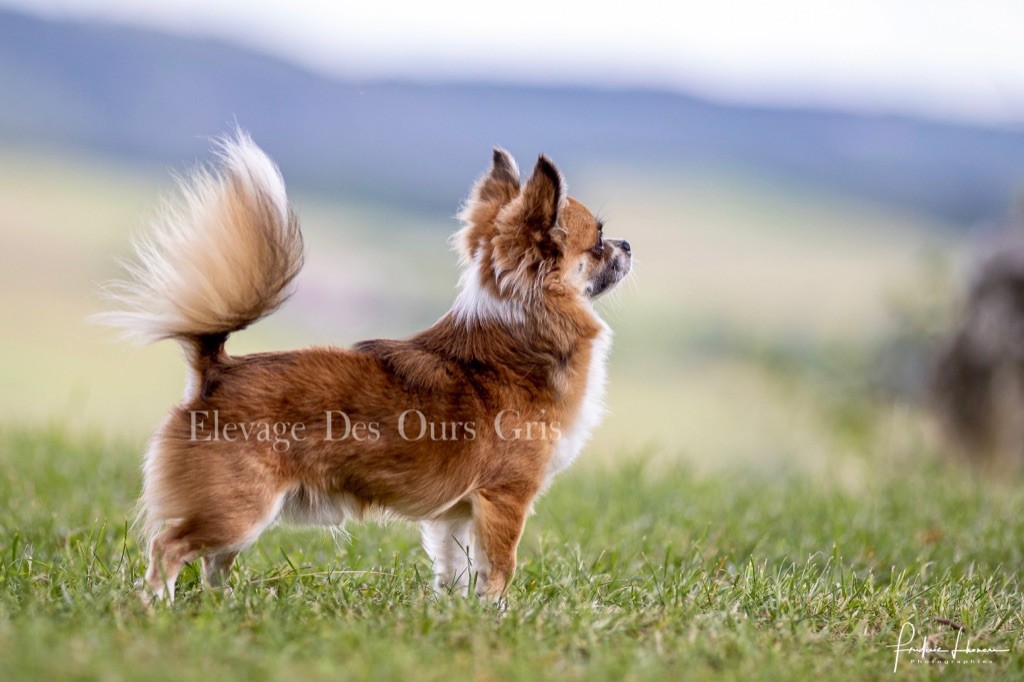 CH. R'oyal lil' panda by jessie  Des Ours Gris