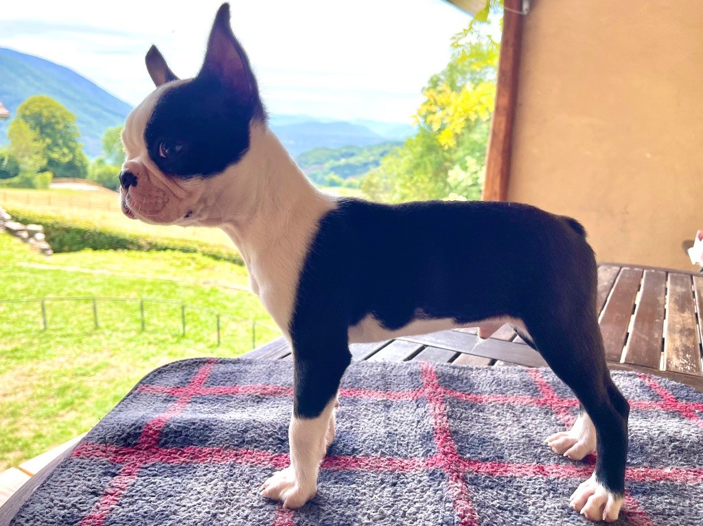 Chiots disponibles en Septembre