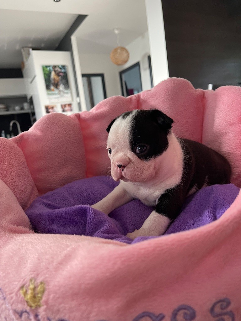 Chiots disponibles en Juillet 
