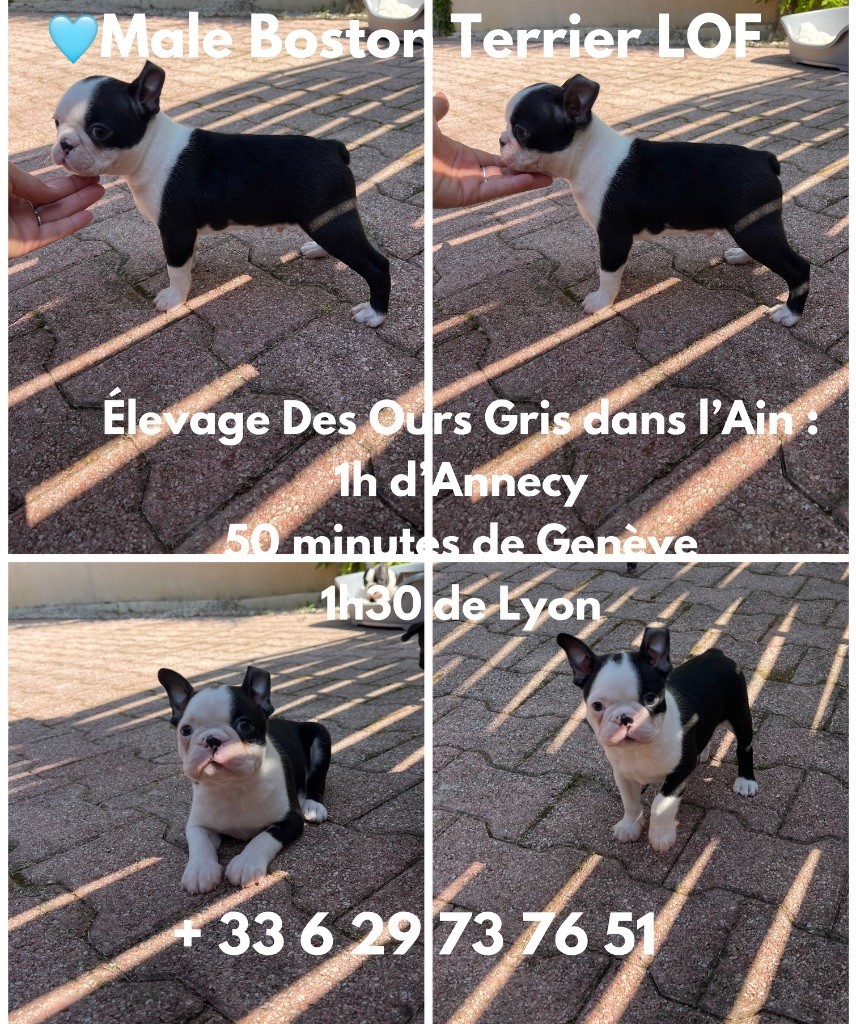 Des Ours Gris - Chiots disponibles en Juillet 