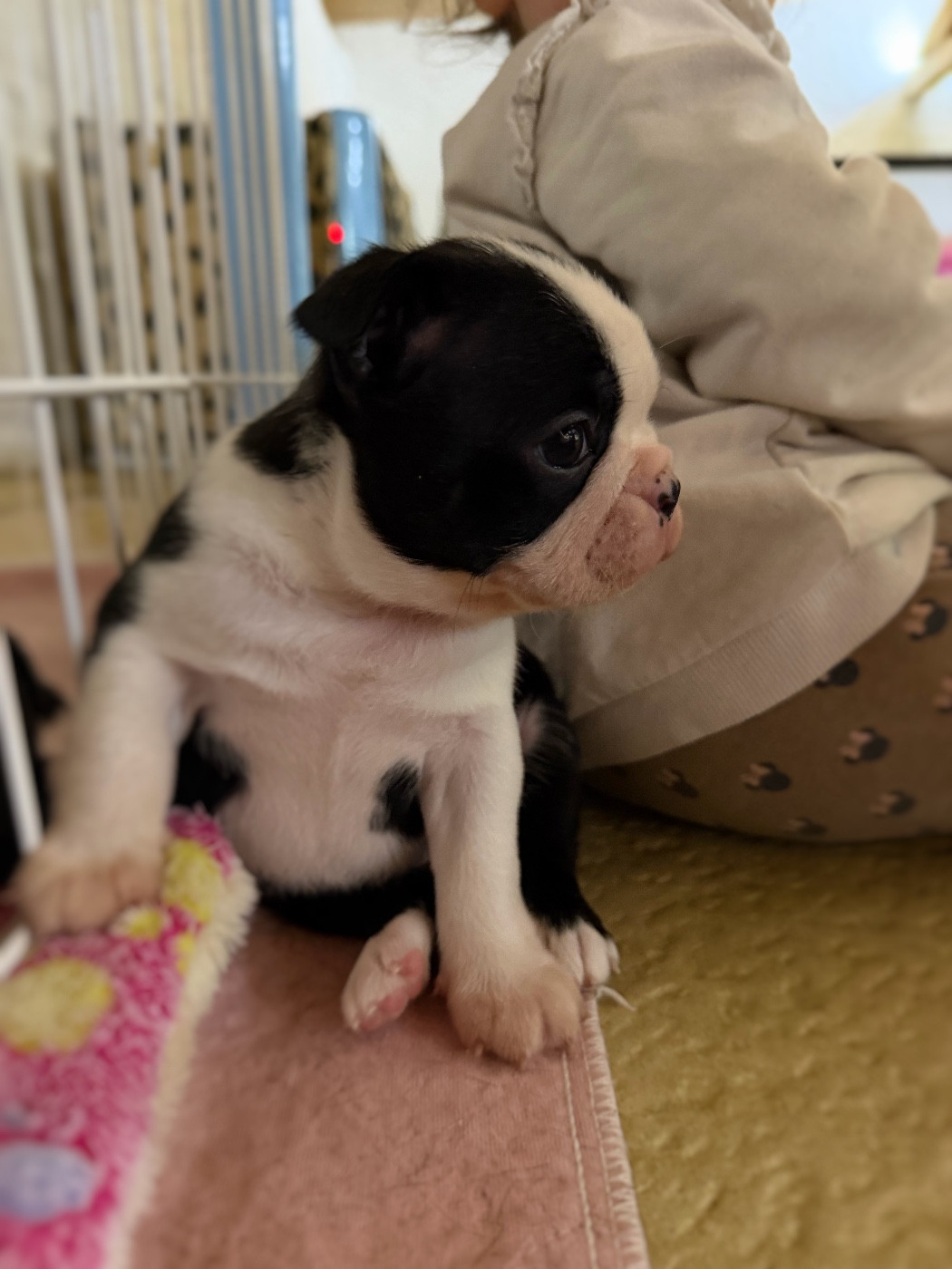 Des Ours Gris - Chiots disponibles - Boston Terrier