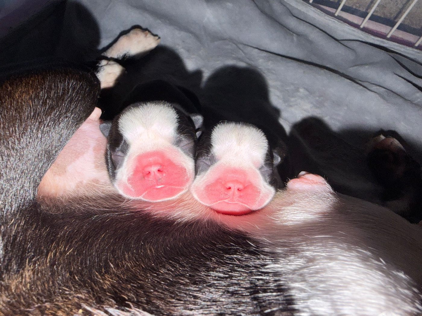 Chiot Boston Terrier Des Ours Gris