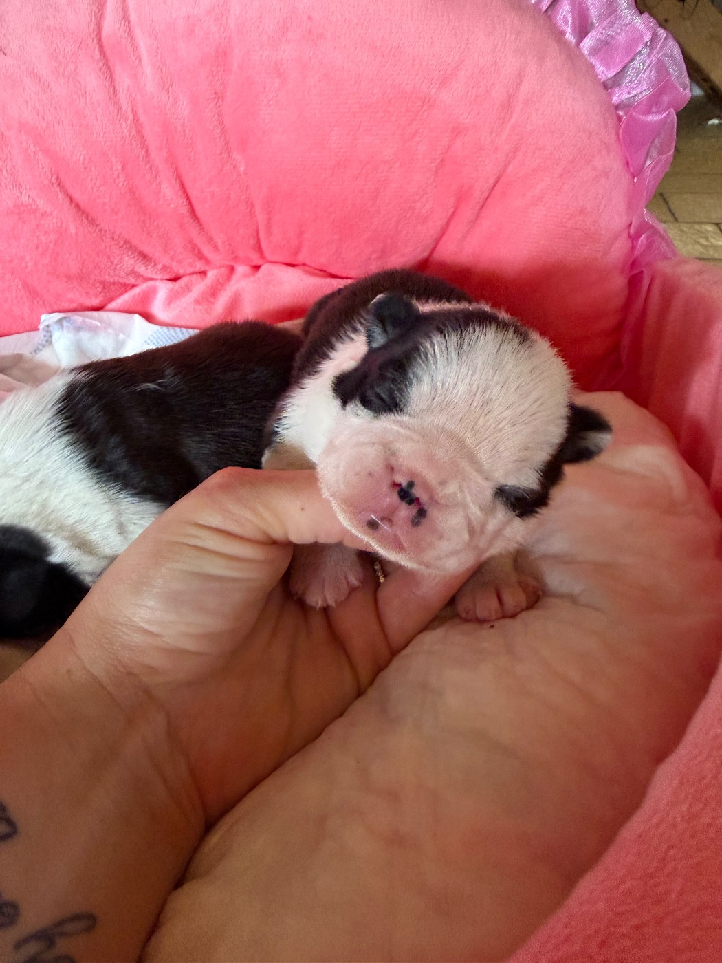 Des Ours Gris - Chiots disponibles - Boston Terrier
