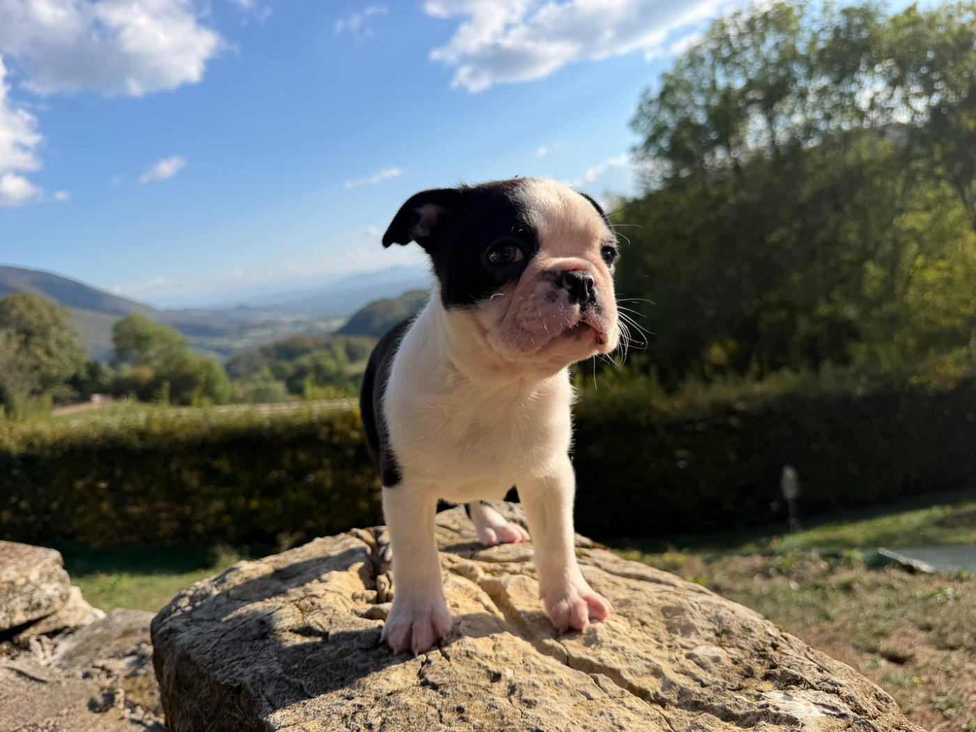 Des Ours Gris - Chiots disponibles - Boston Terrier