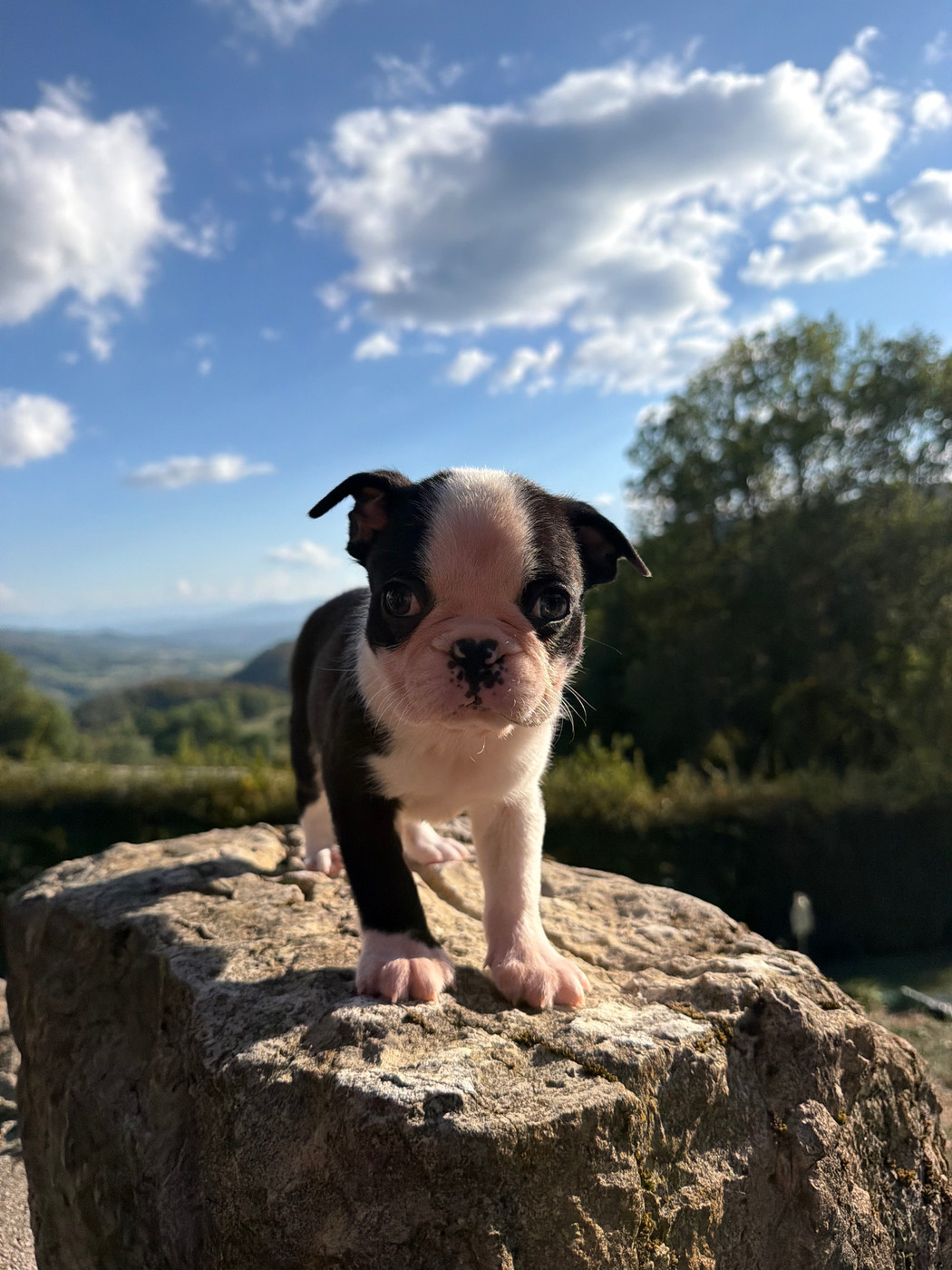 Des Ours Gris - Chiots disponibles - Boston Terrier