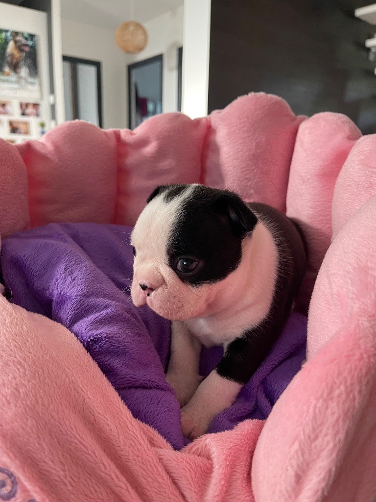Des Ours Gris - Chiots disponibles - Boston Terrier