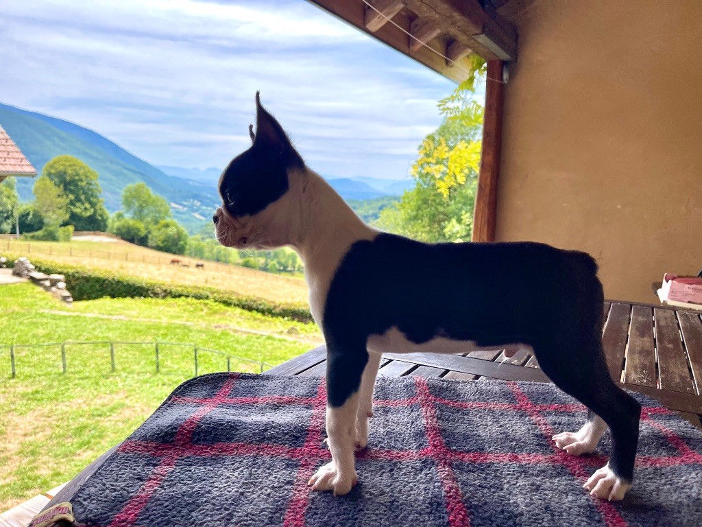 Des Ours Gris - Chiots disponibles - Boston Terrier