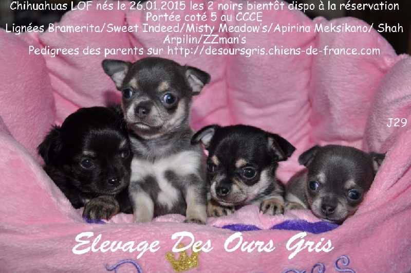 Chiot Chihuahua Des Ours Gris