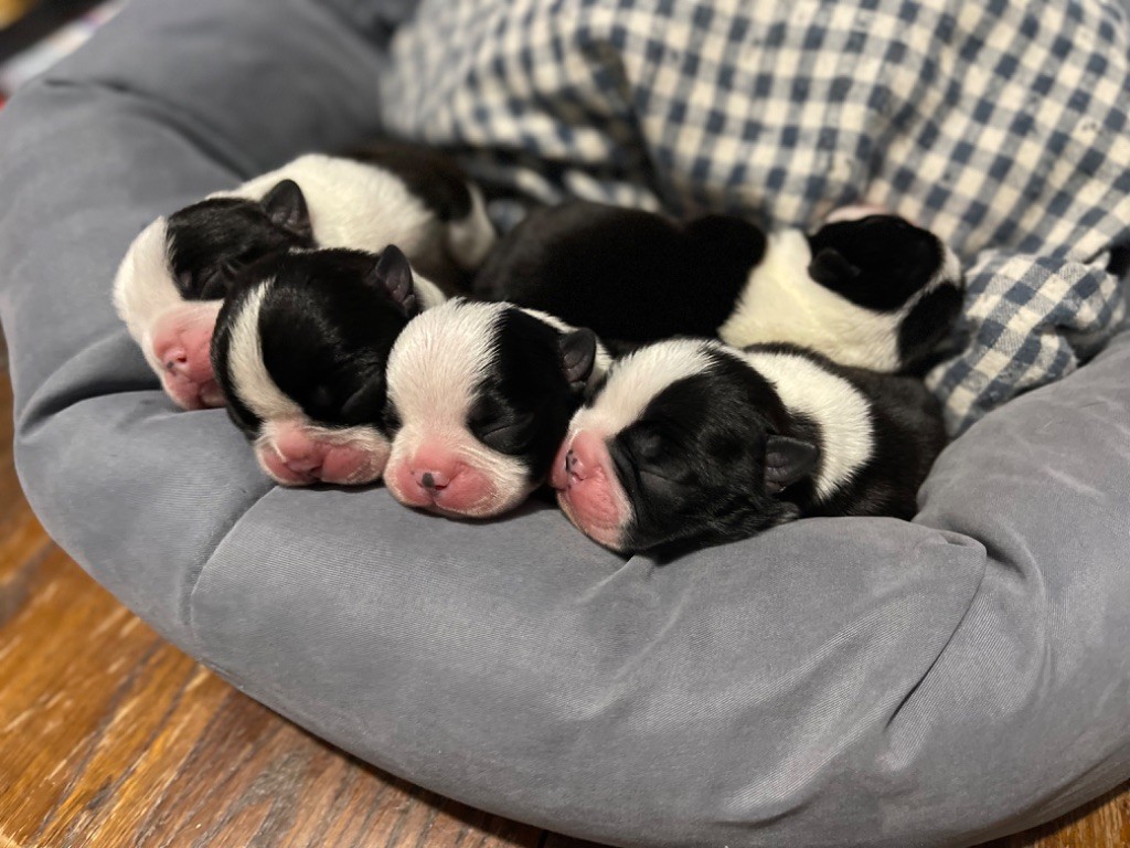 Chiot Boston Terrier Des Ours Gris