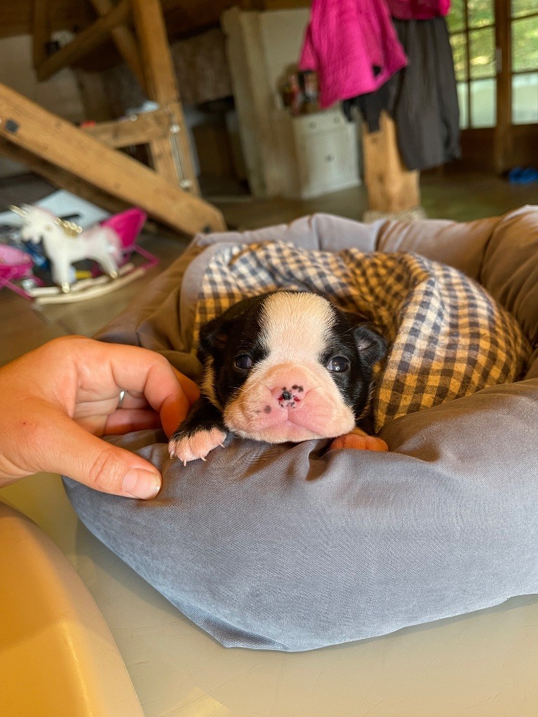 Des Ours Gris - Boston Terrier - Portée née le 15/09/2025