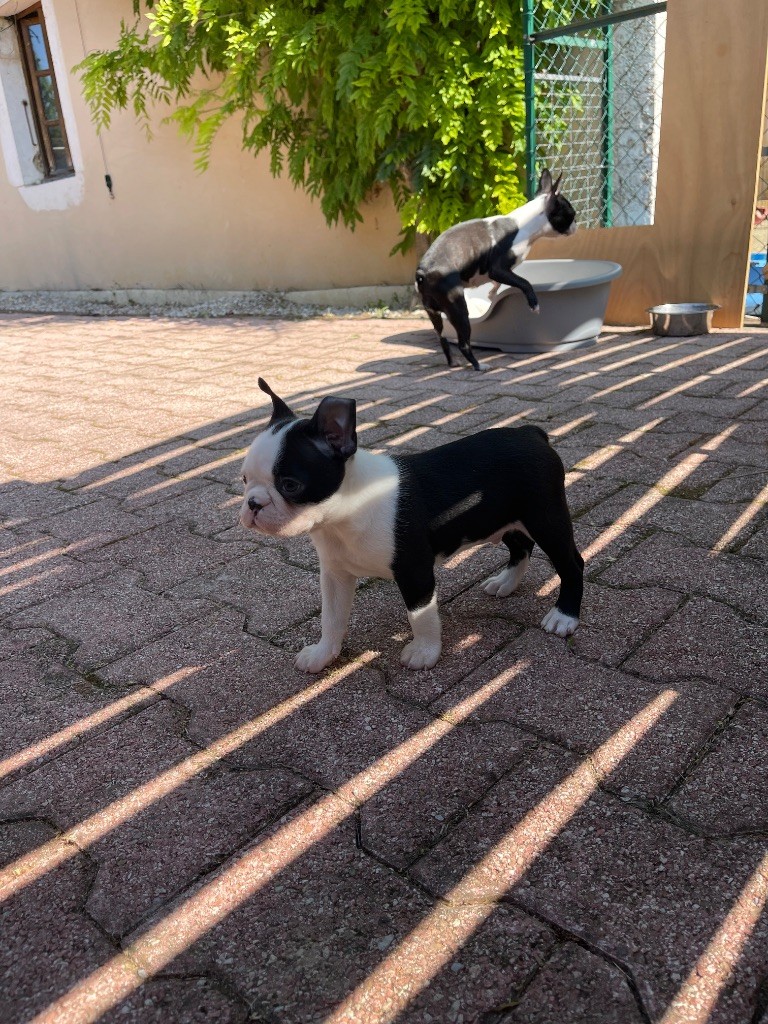 Des Ours Gris - Chiots disponibles - Boston Terrier