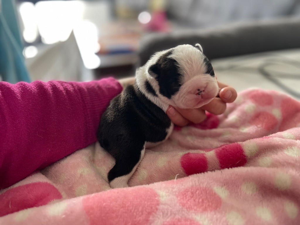 Des Ours Gris - Chiots disponibles - Boston Terrier