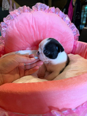 CHIOT 1