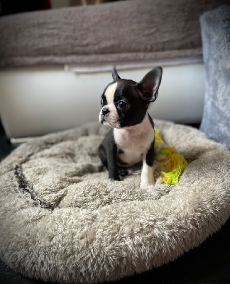 Femelle mini