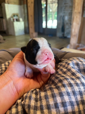 CHIOT 5