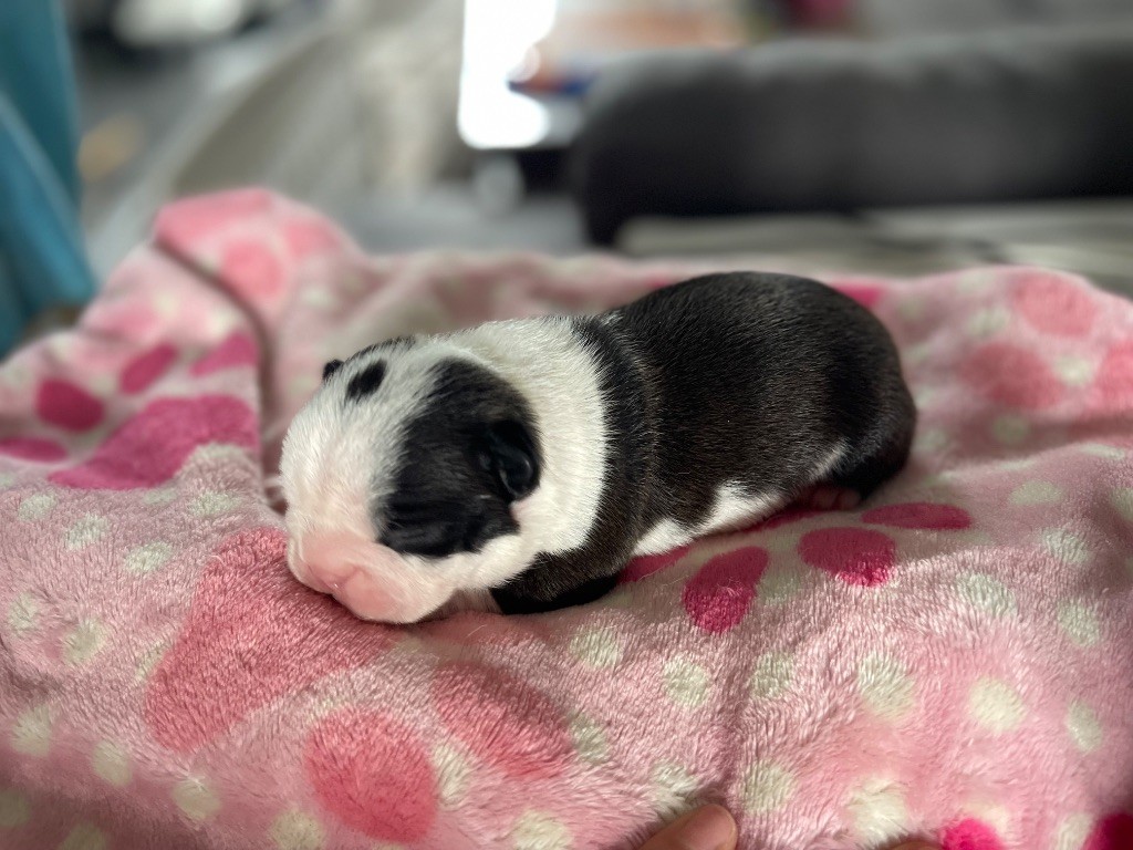 Des Ours Gris - Chiots disponibles - Boston Terrier