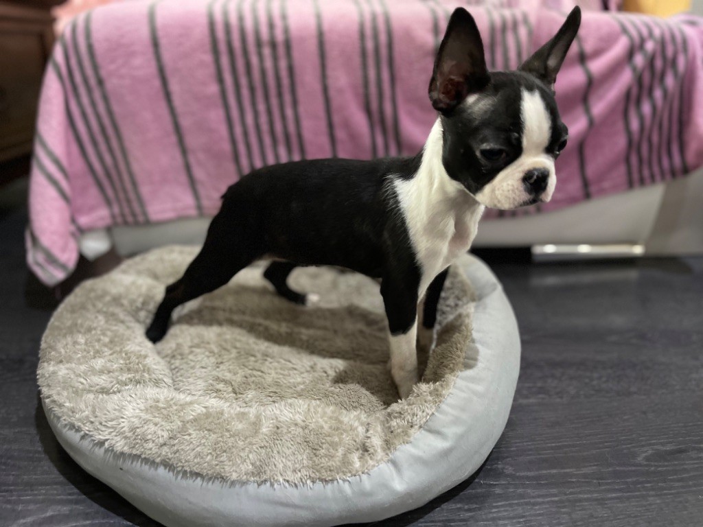Chiot Boston Terrier Des Ours Gris
