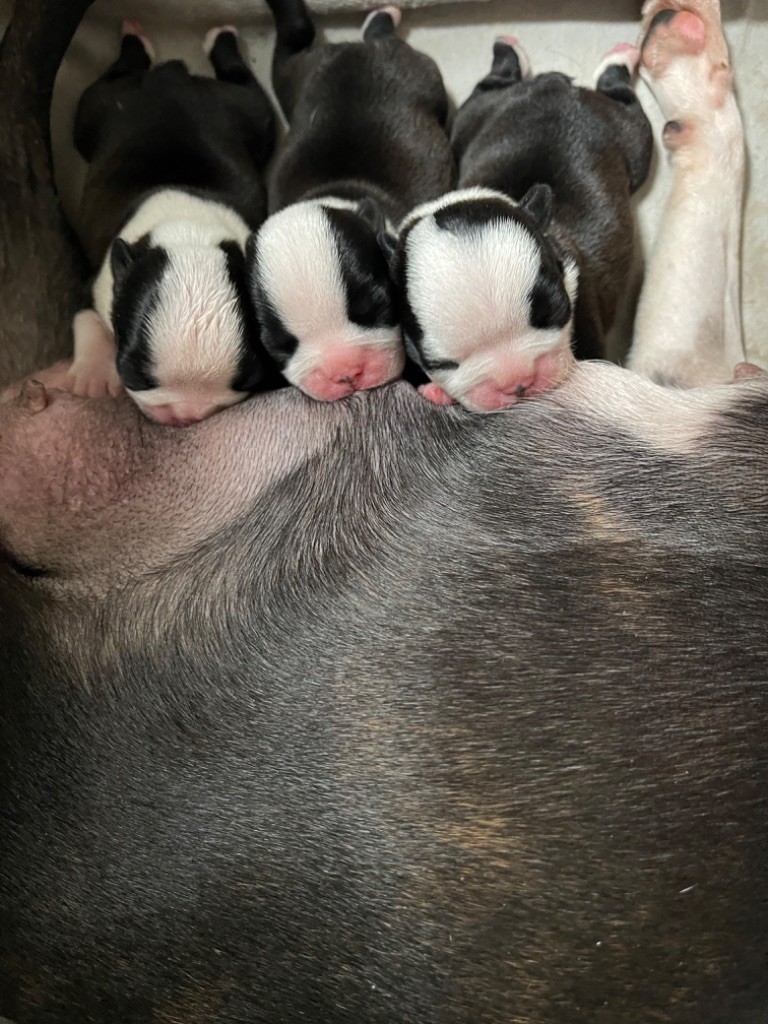 Chiot Boston Terrier Des Ours Gris